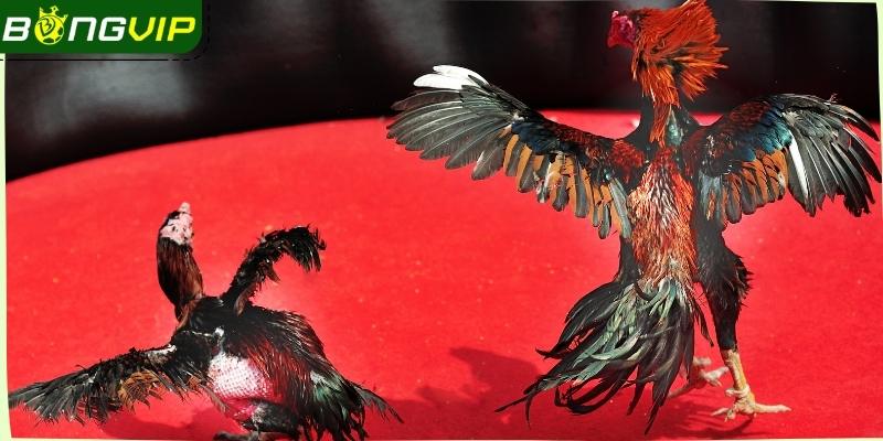 Đá gà Bongvip - Một trong những danh mục ăn khách top đầu
