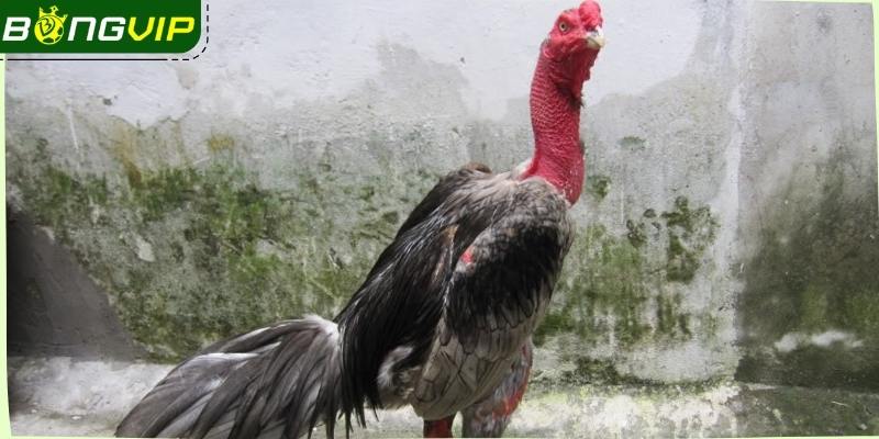 Dòng kê này mang rất nhiều ưu điểm vượt trội, nổi bật