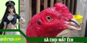 Gà Chọi Mắt Ếch - Chiến Kê Dị Tướng, Sát Thủ Mọi Trận Đấu
