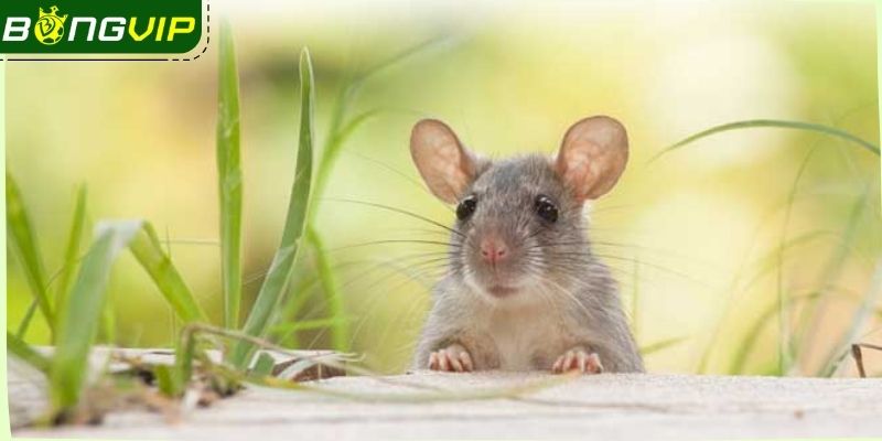 Giải mã giấc mơ thấy chuột giúp bạn lựa chọn số phù hợp