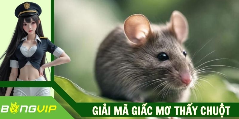 Giải Mã Giấc Mơ Thấy Chuột – Ý Nghĩa Các Con Số May Mắn