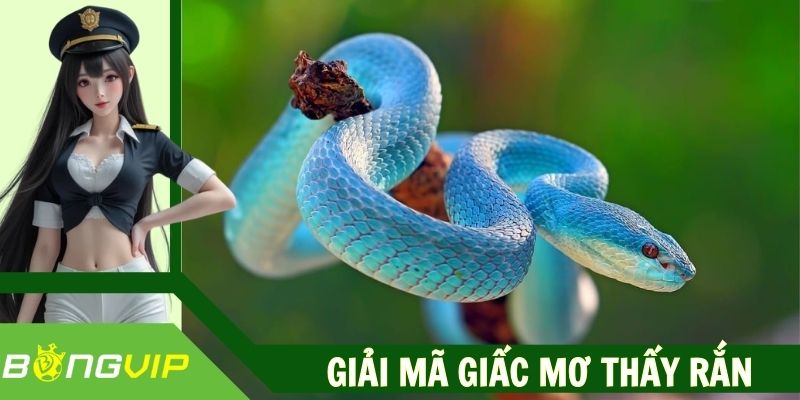Giải Mã Giấc Mơ Thấy Rắn - Bí Quyết Tham Gia Chơi Lô Đề