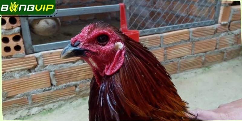 Khi chọn gà cần ghi nhớ những lưu ý quan trọng