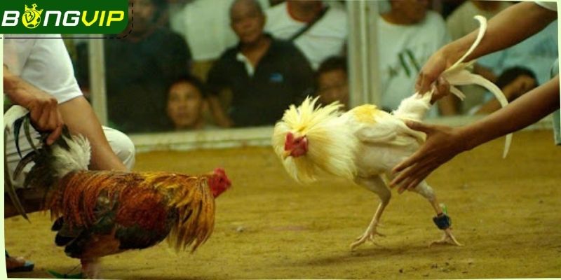 Một vài lưu ý quan trọng cần bỏ túi khi cược chọi kê tre