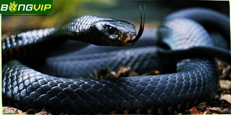 Nắm chắc cách giải mã giấc mơ thấy rắn tại Bongvip