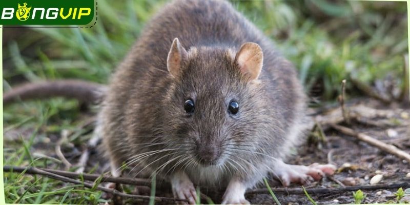 Những điểm nổi bật của giấc mơ thấy chuột khi chơi lô đề