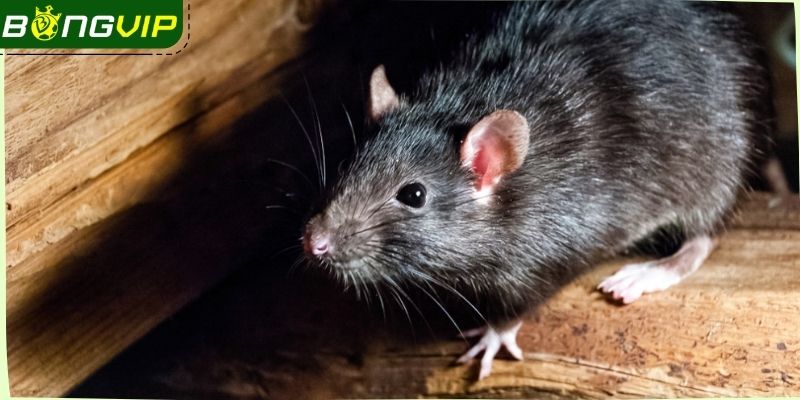 Tại sao giấc mơ thấy chuột lại khiến nhiều người lo lắng